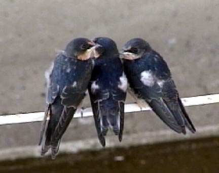 King Harbor's Swallows